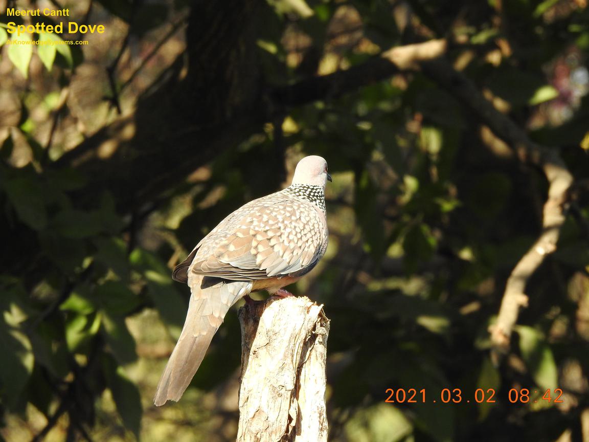 Dove Spotted (132) Coming Soon